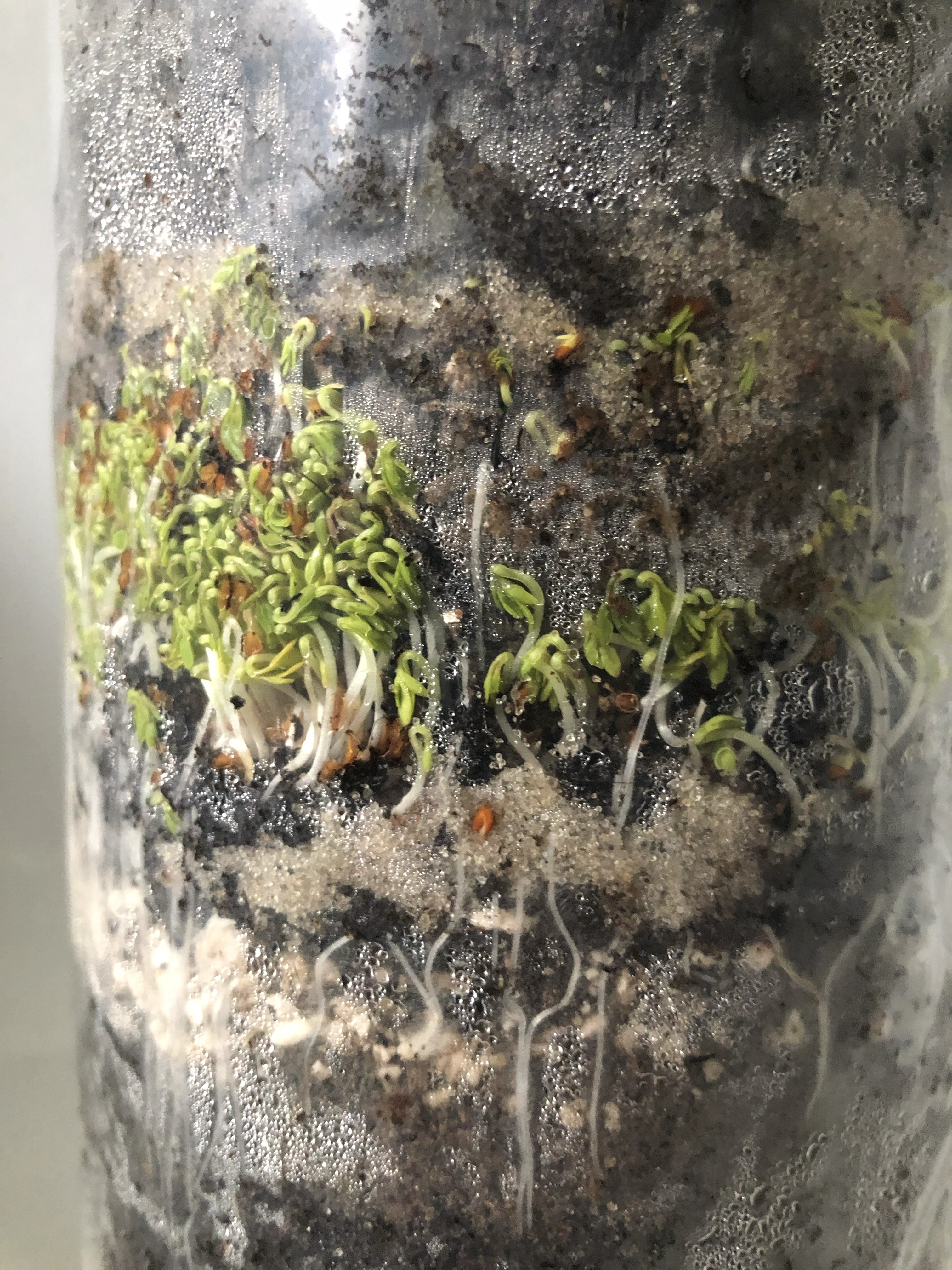 Soil Currents